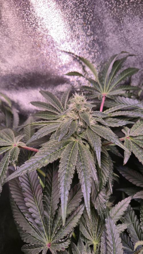 Fem10 - Photoperiodic TestSeed FastBuds. Week 11