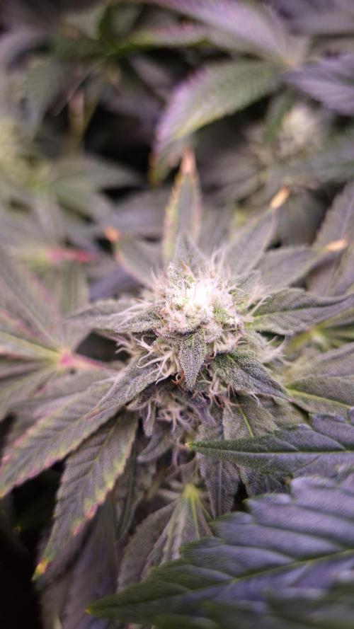 Fem10 - Photoperiodic TestSeed FastBuds. Week 12
