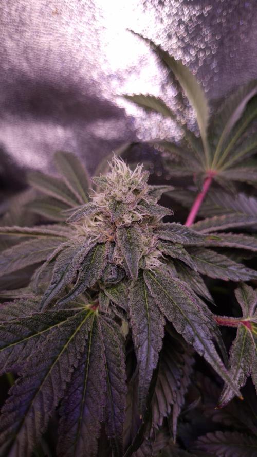 Fem10 - Photoperiodic TestSeed FastBuds. Week 12