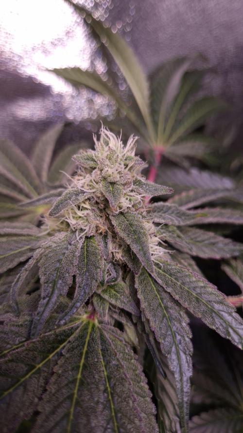 Fem10 - Photoperiodic TestSeed FastBuds. Week 12