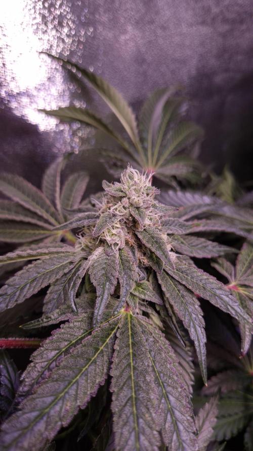 Fast Buds - FEM 10 door Grow_Mary_Green