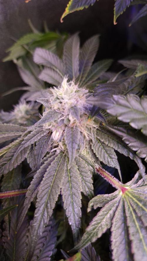 Fem10 - Photoperiodic TestSeed FastBuds. Week 12