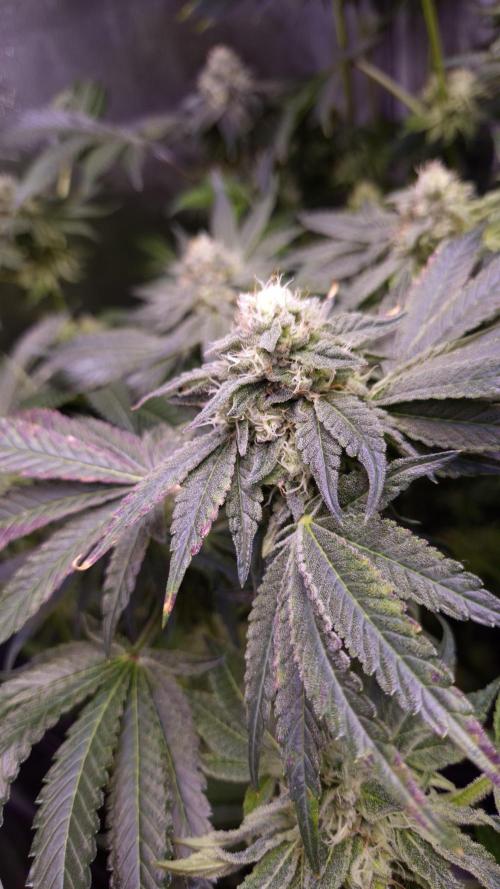 Fem10 - Photoperiodic TestSeed FastBuds. Week 12