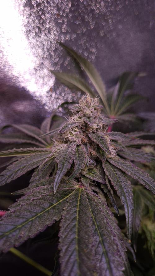 . Week 12