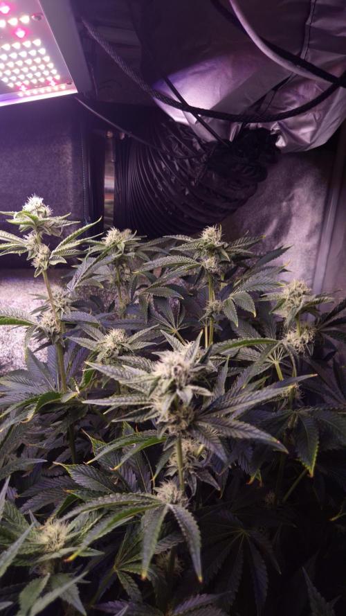 Fem 11 - Photoperiodic TestSeed FastBuds. Week 10