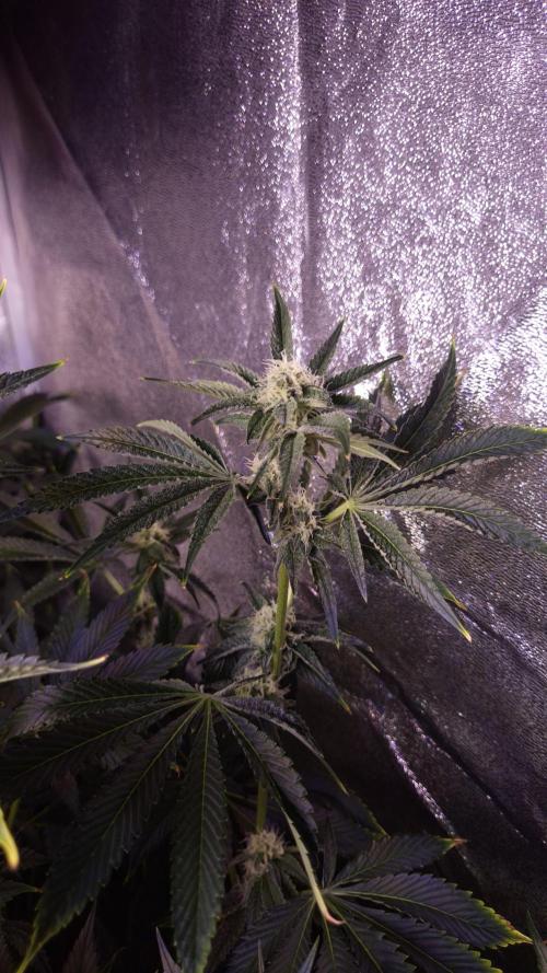 Fem 11 - Photoperiodic TestSeed FastBuds. Week 10