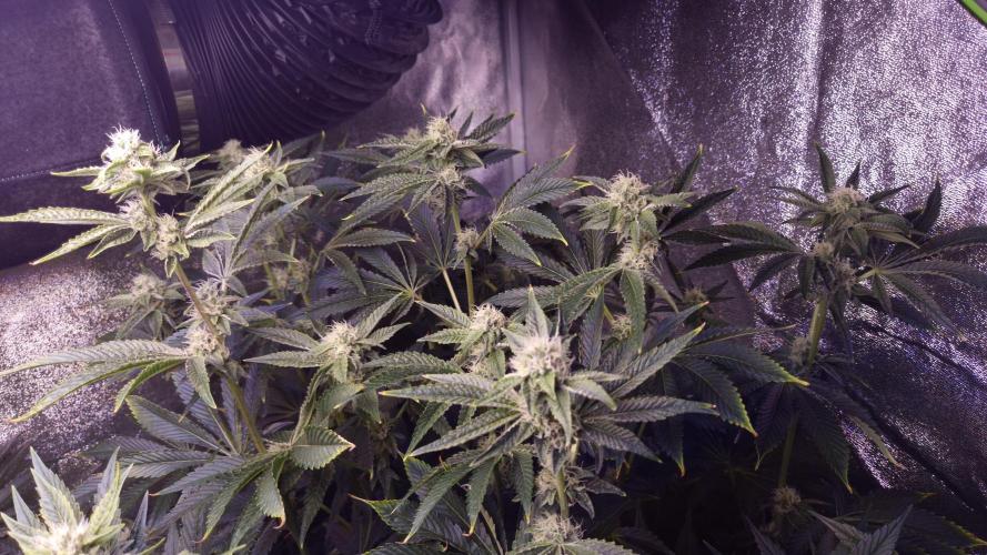 Fem 11 - Photoperiodic TestSeed FastBuds. Week 10