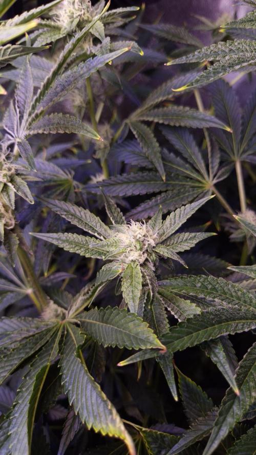 Fem 11 - Photoperiodic TestSeed FastBuds. Week 10
