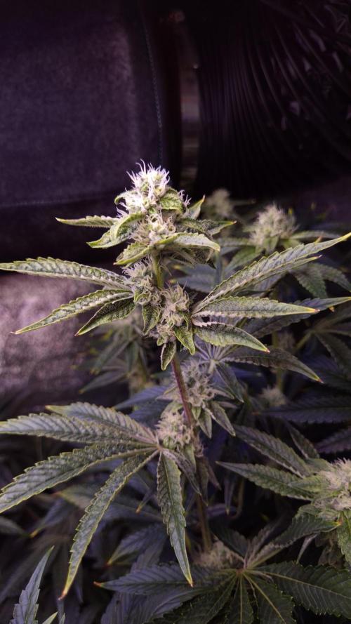 Fem 11 - Photoperiodic TestSeed FastBuds. Week 11