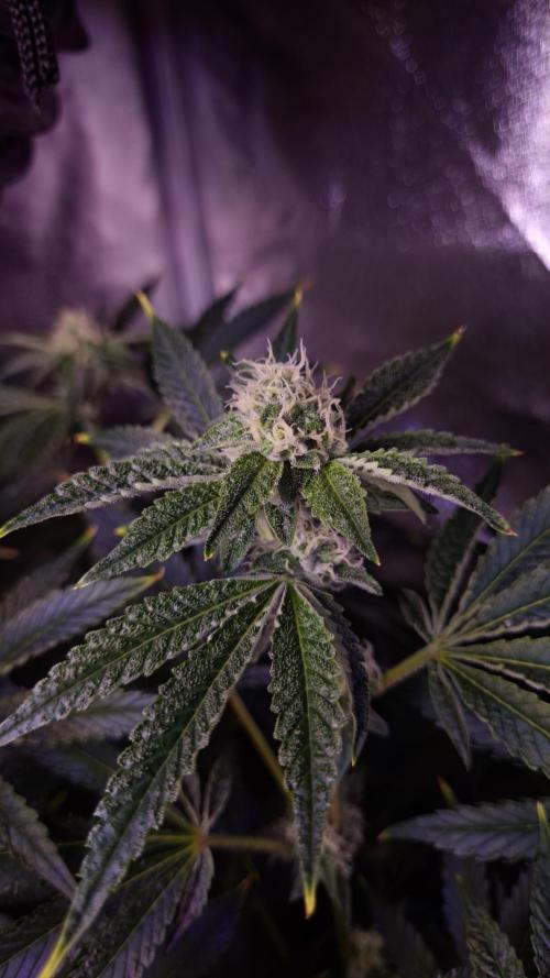 Fem 11 - Photoperiodic TestSeed FastBuds. Week 11