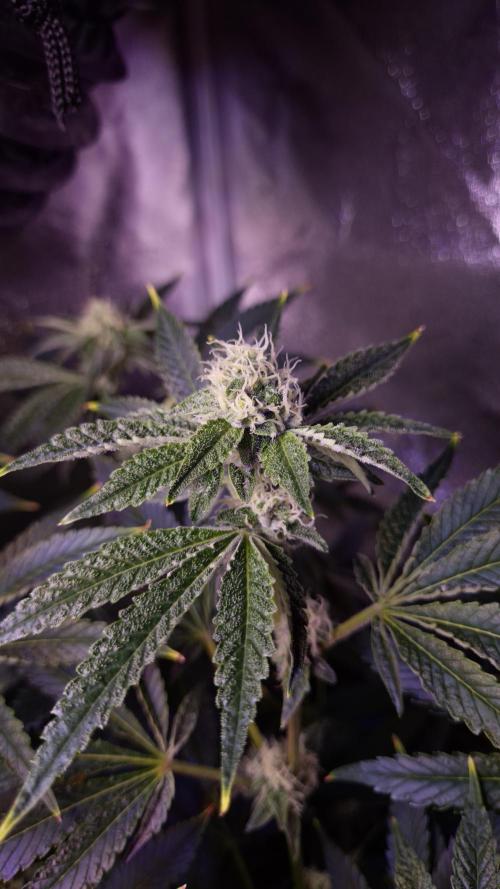 Fem 11 - Photoperiodic TestSeed FastBuds. Week 11