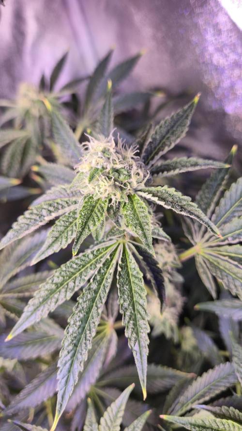 Fem 11 - Photoperiodic TestSeed FastBuds. Week 11