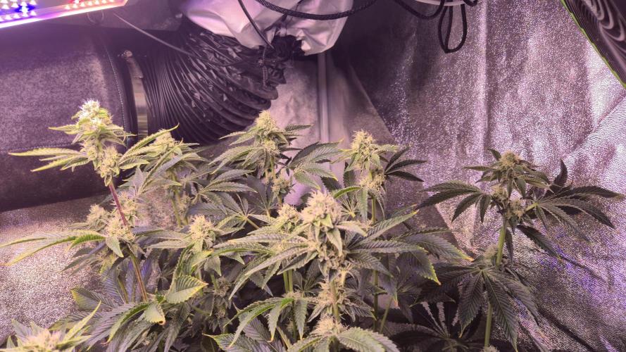 AeroZesh S6 Inline Fan. Week 11