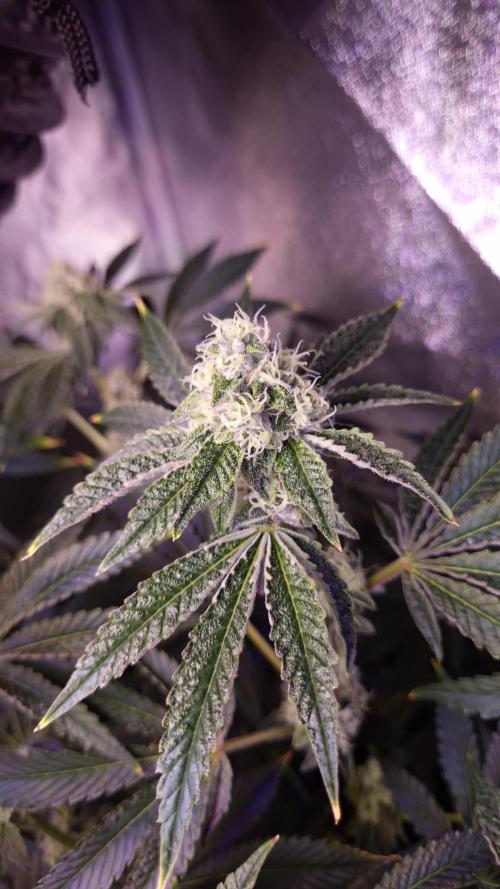Fem 11 - Photoperiodic TestSeed FastBuds. Week 12