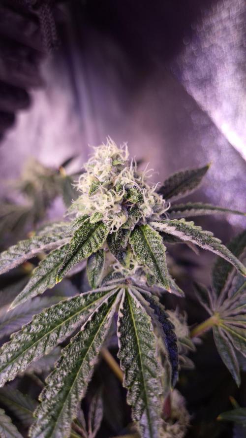 Fem 11 - Photoperiodic TestSeed FastBuds. Week 12