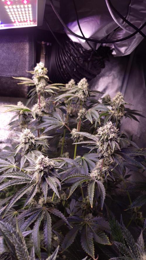 Fem 11 - Photoperiodic TestSeed FastBuds. Week 12