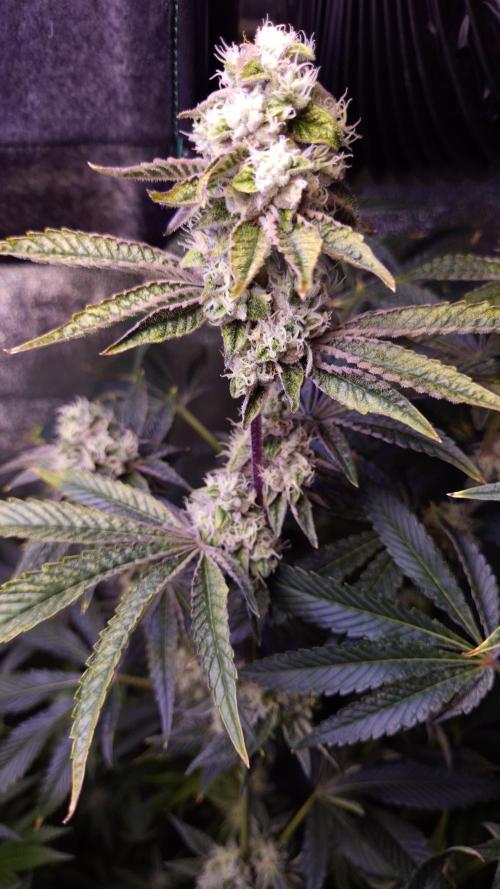Fem 11 - Photoperiodic TestSeed FastBuds. Week 12