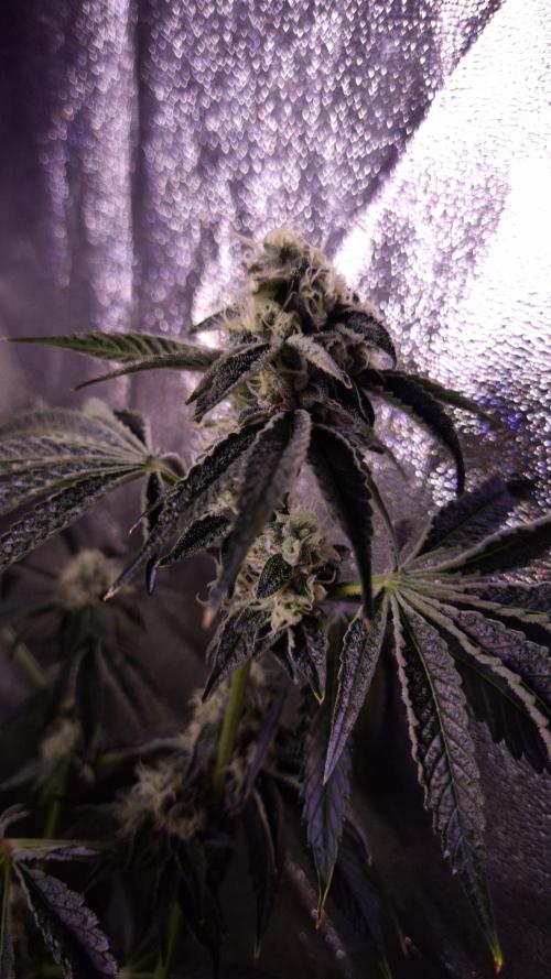 Fem 11 - Photoperiodic TestSeed FastBuds. Week 12