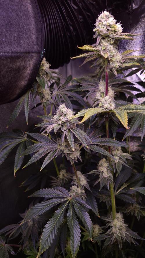 AeroZesh S6 Inline Fan. Week 12