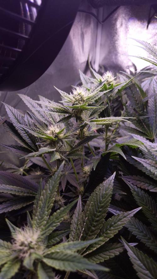 GG4 - FastBuds. Week 10