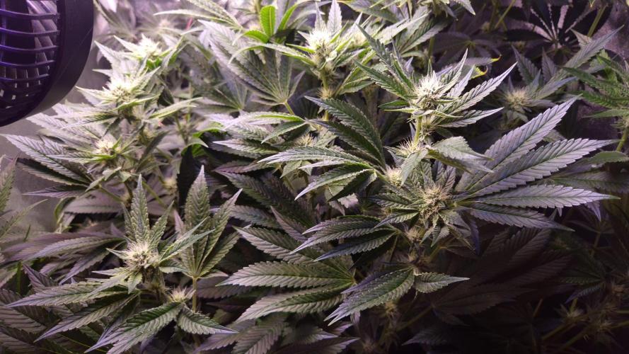 GG4 - FastBuds. Week 10