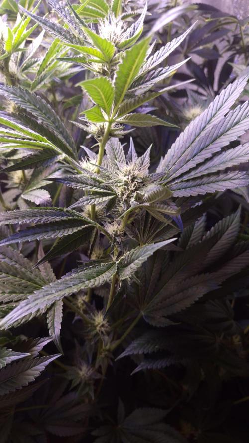 GG4 - FastBuds. Week 10