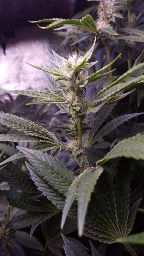 GG4 - FastBuds. Week 10