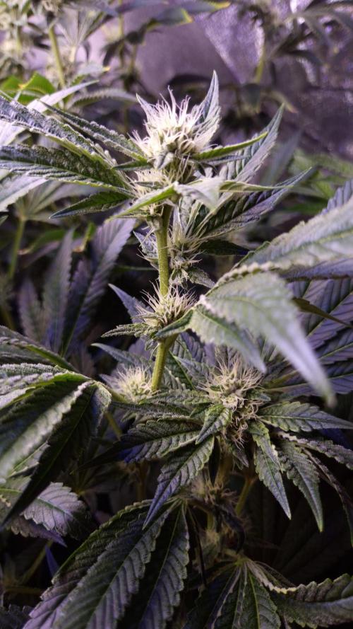 GG4 - FastBuds. Week 11