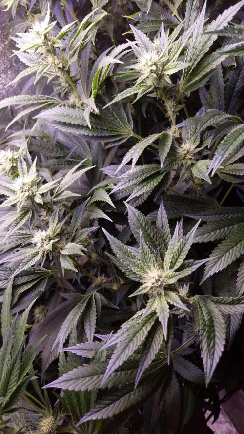 GG4 - FastBuds. Week 11