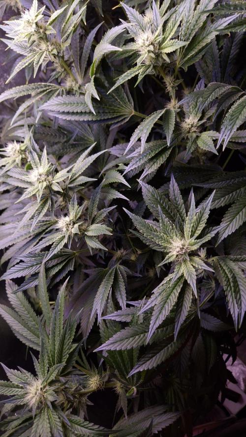 GG4 - FastBuds. Week 11