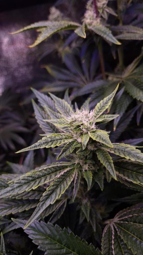 GG4 - FastBuds. Week 11
