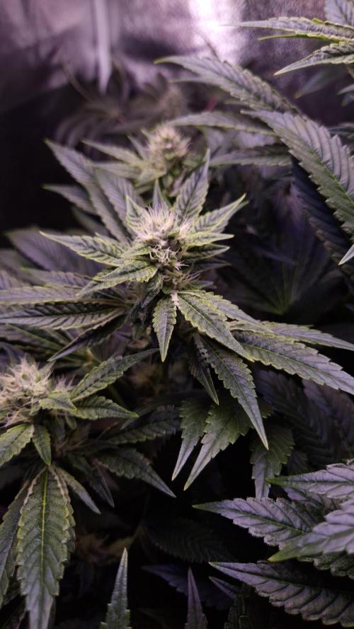 GG4 - FastBuds. Week 11