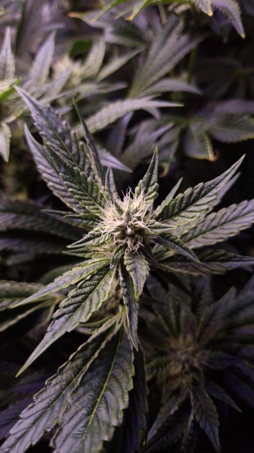 GG4 - FastBuds. Week 11