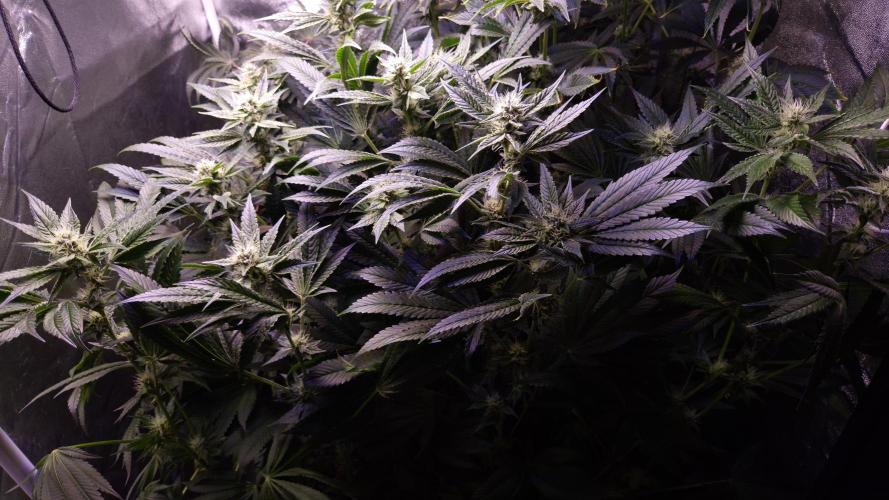 GG4 - FastBuds. Week 11