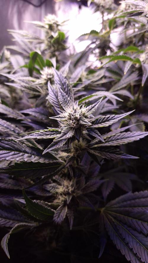 GG4 - FastBuds. Week 12