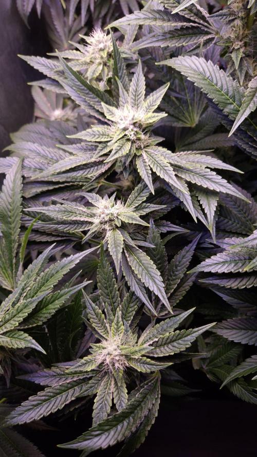 GG4 - FastBuds. Week 12