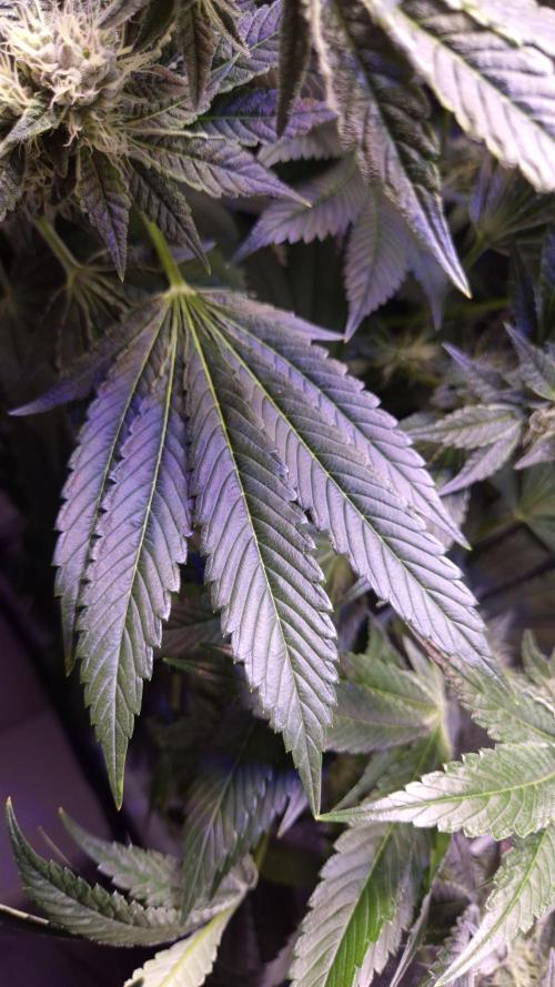 GG4 - FastBuds. Week 12