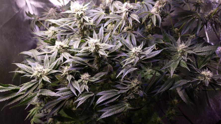 GG4 - FastBuds. Week 12