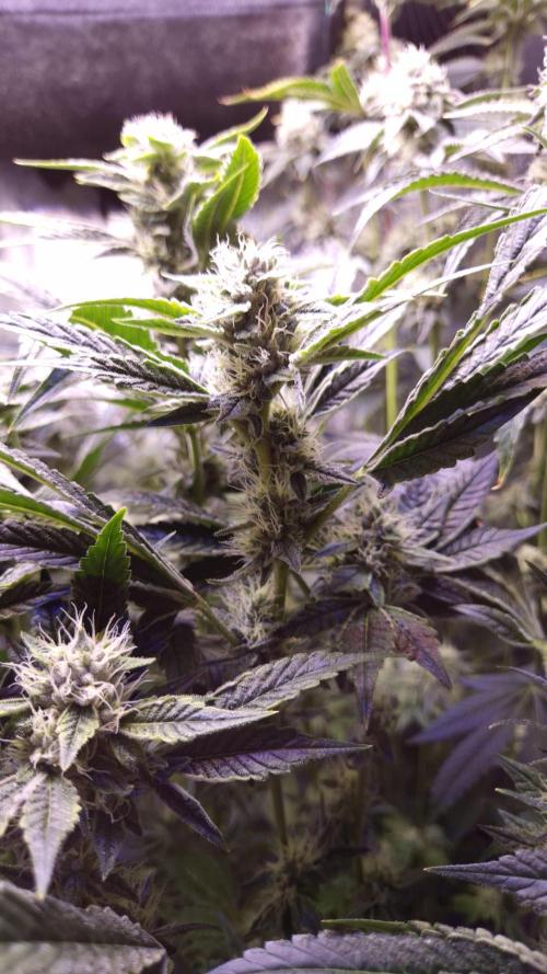 GG4 - FastBuds. Week 12