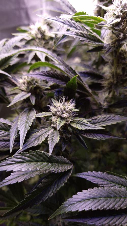 GG4 - FastBuds. Week 12