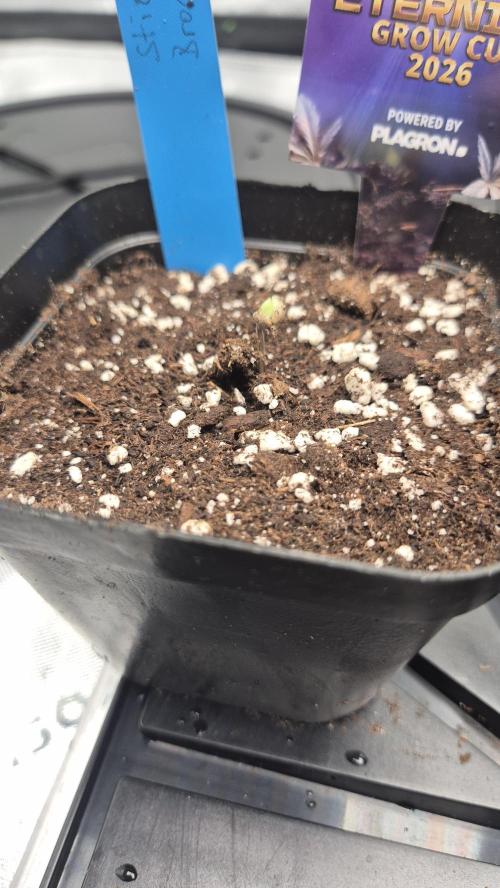 🥦Sticky Broccoli - EC 2026🏆. Week 1