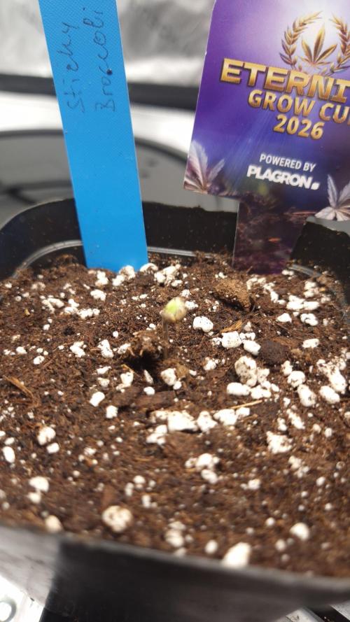 🥦Sticky Broccoli - EC 2026🏆. Week 1