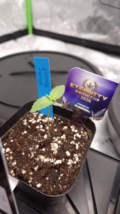 🥦Sticky Broccoli - EC 2026🏆. Week 1