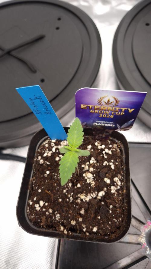 🥦Sticky Broccoli - EC 2026🏆. Week 1