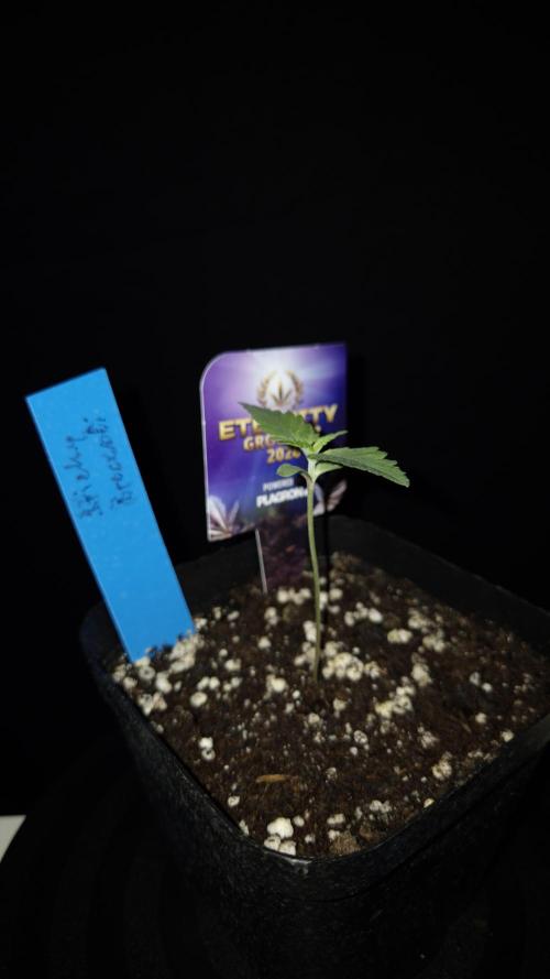 🥦Sticky Broccoli - EC 2026🏆. Week 1