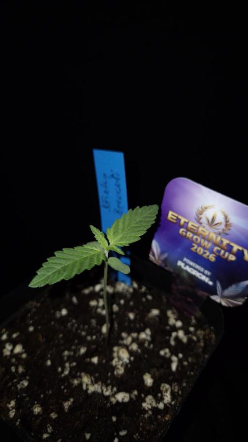 🥦Sticky Broccoli - EC 2026🏆. Week 1