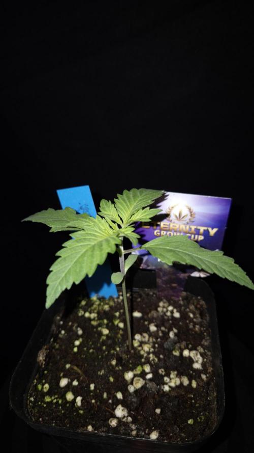 🥦Sticky Broccoli - EC 2026🏆. Week 2