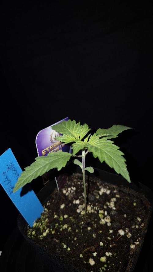 🥦Sticky Broccoli - EC 2026🏆. Week 2
