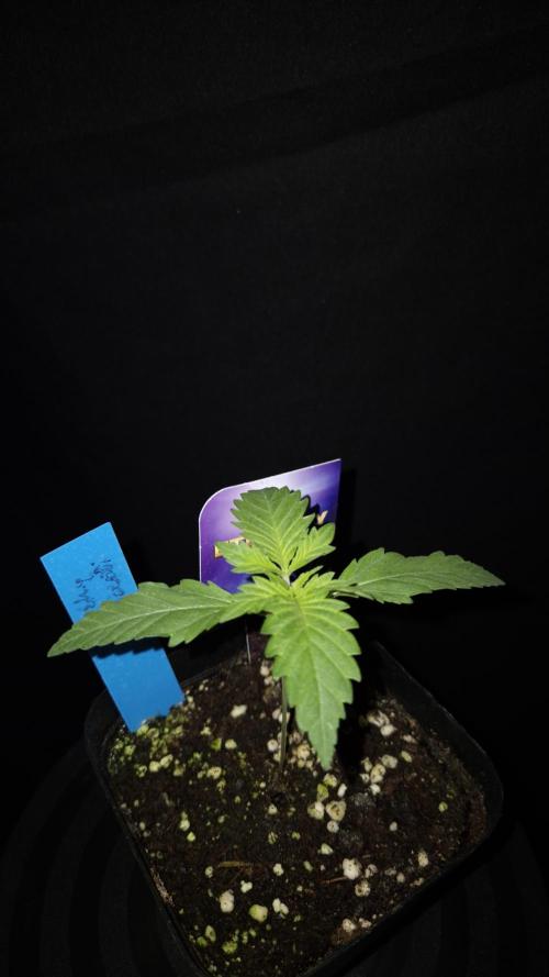 🥦Sticky Broccoli - EC 2026🏆. Week 2