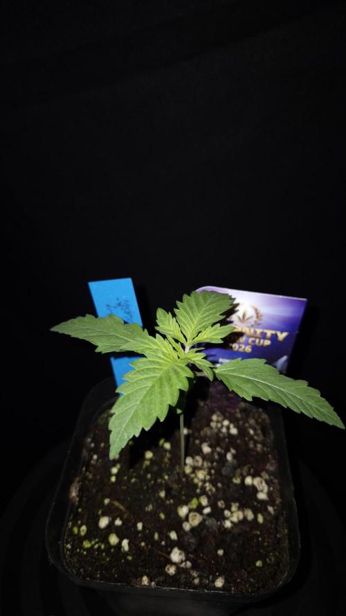🥦Sticky Broccoli - EC 2026🏆. Week 2